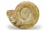 Jurassic Ammonite (Kranosphinctes) - Madagascar #273725-1